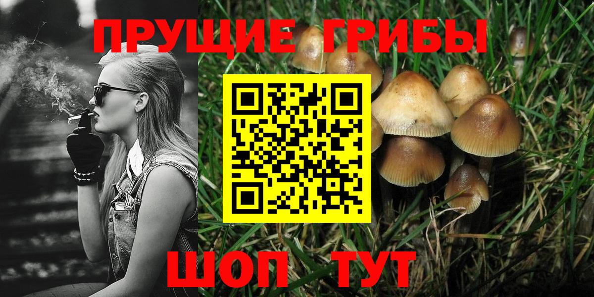 Галлюциногенные грибы GOLDEN TEACHER  продажа наркотиков  Псилоцибиновые грибы мицелий  Кудрово  Вход с VPN 